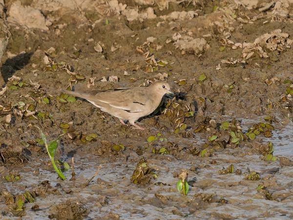 Picuiduif (Columbina picui)